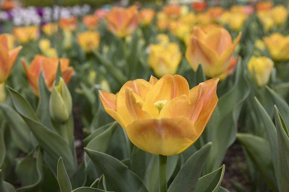 Tulips landscape ziggy 2025