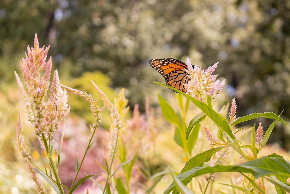 Butterfly in Summer Gardens