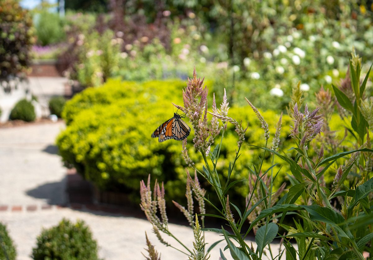 Monarch Butterfly in Cutting Gardens