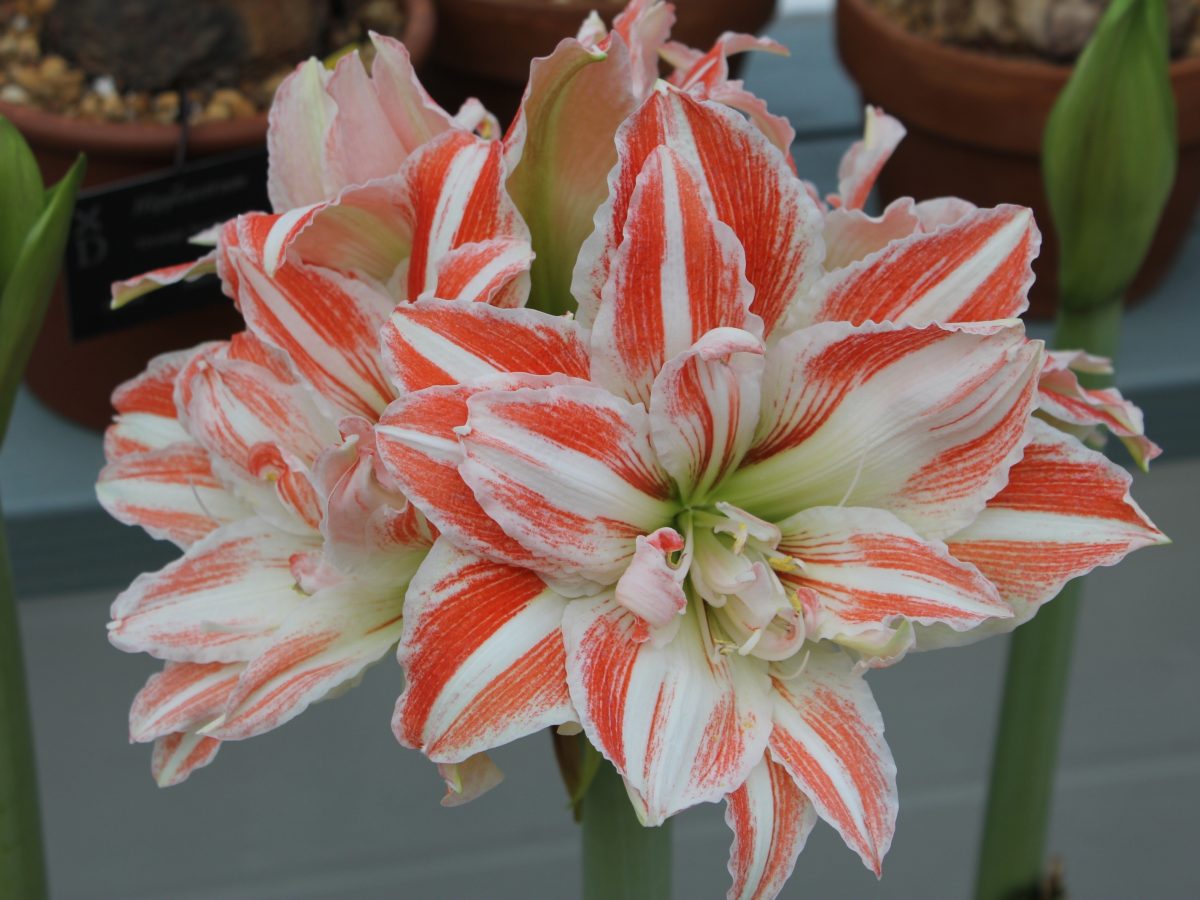 close up of salmon pink and white striped flowers, buds in the background