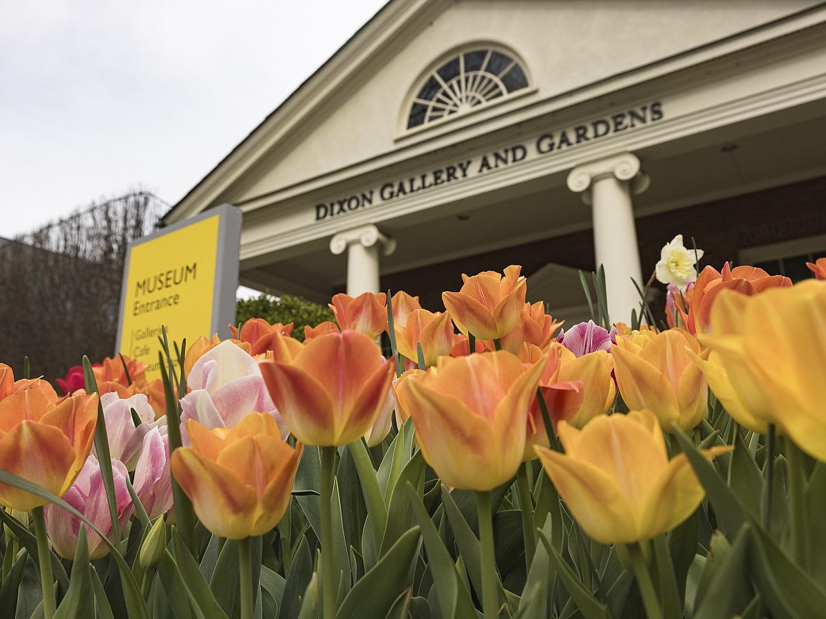 240312 dixon tulips 051