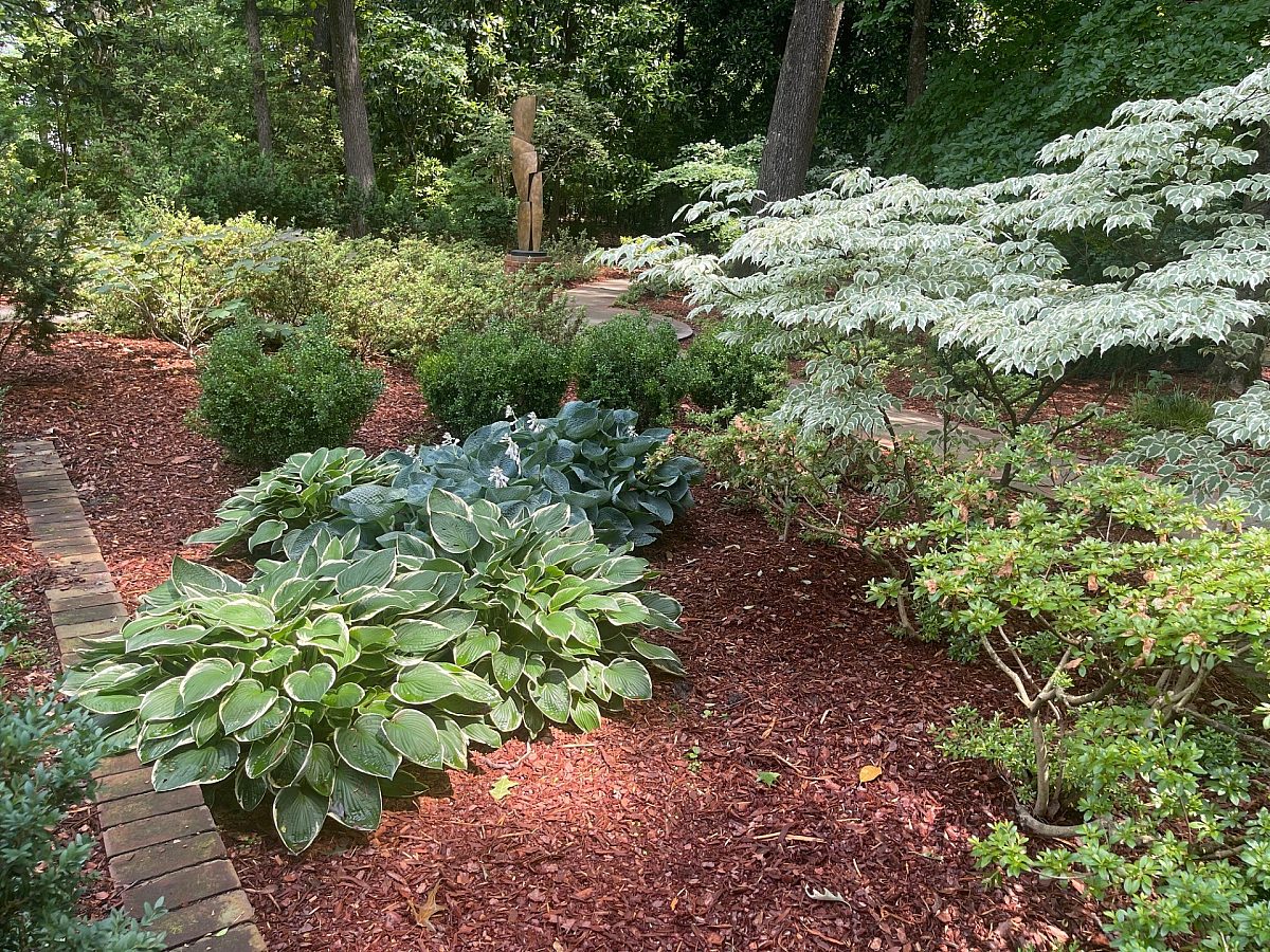 hosta and wolfeye dogwood