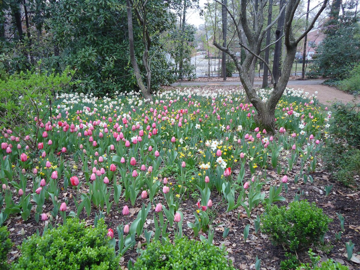 Tulips in 2010 1