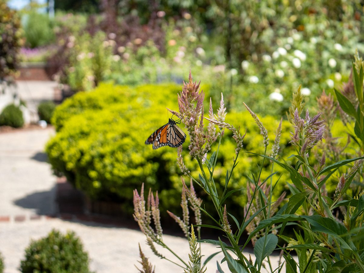 Monarch Butterfly in Cutting Gardens