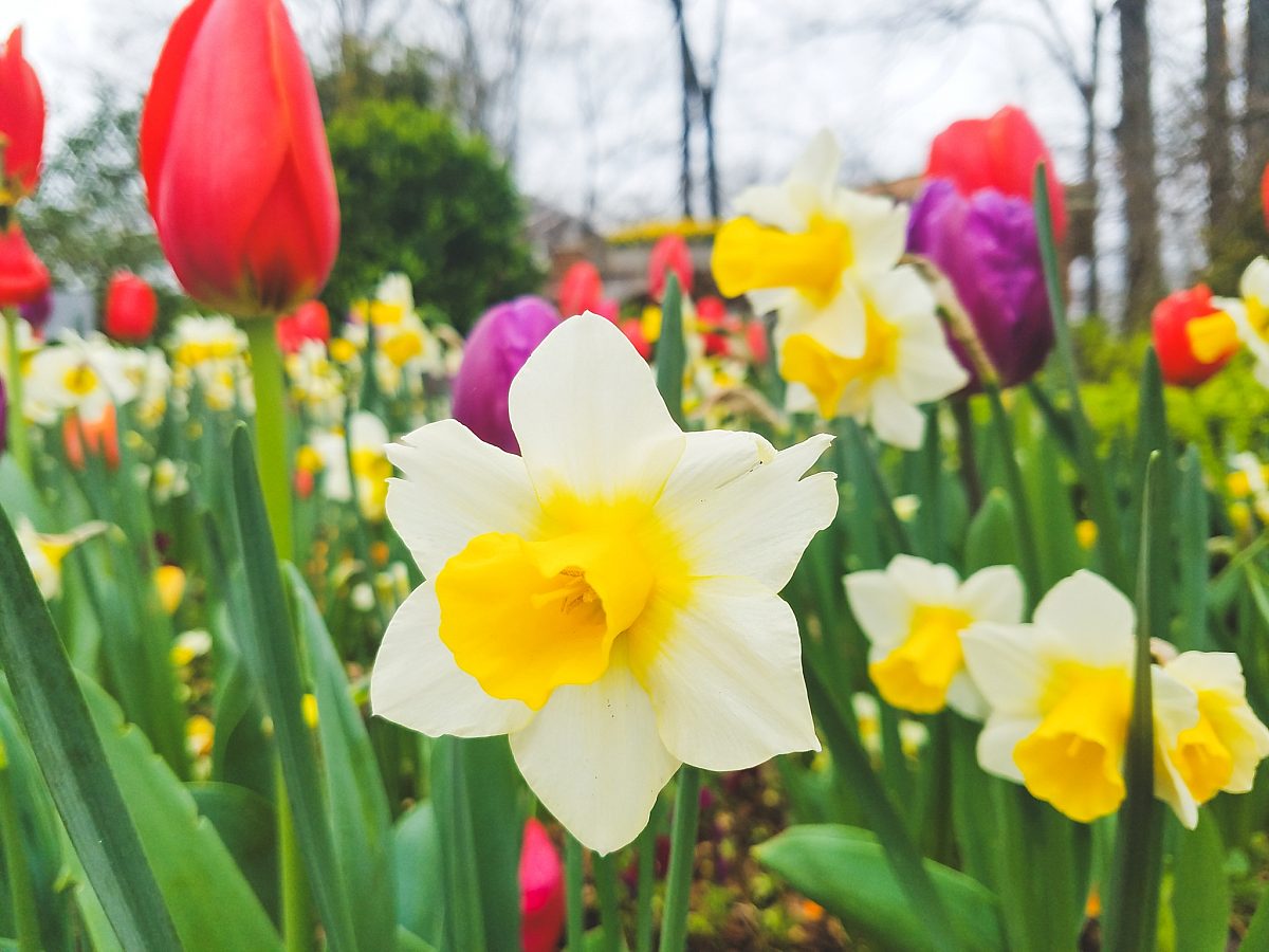 Daffodils-flower-2022