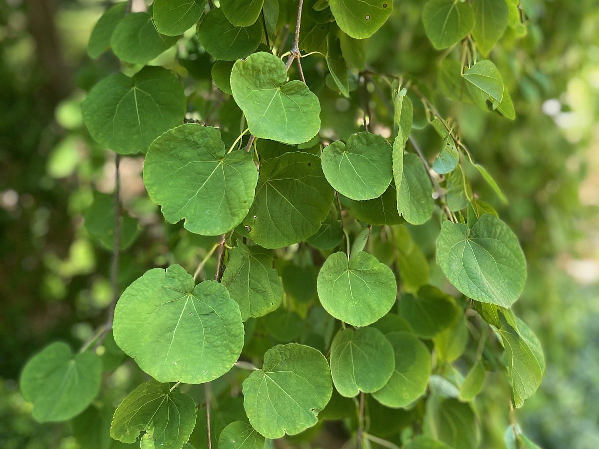 Dixon Katsura summer leaf