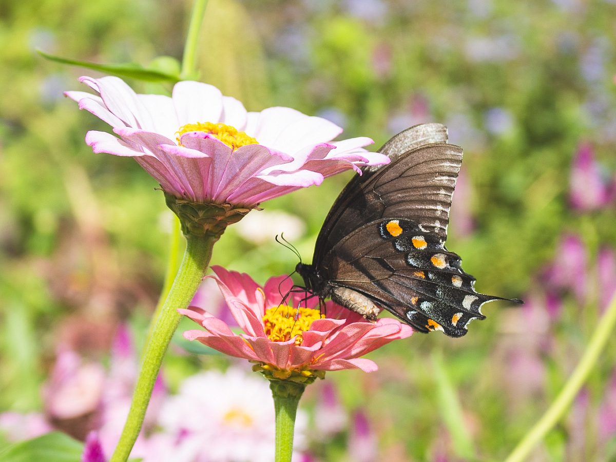 butterfly in the pollinator garden