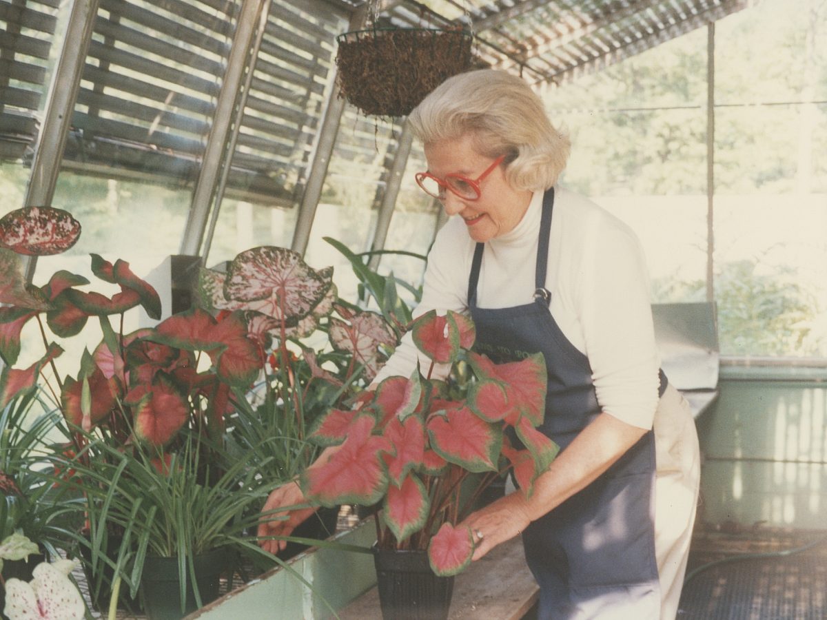 a garden volunteer potting hostas