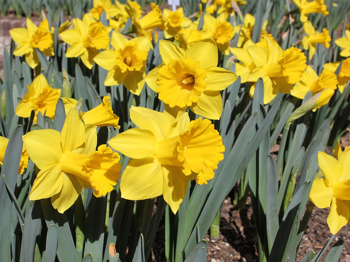 Daffodil Plant