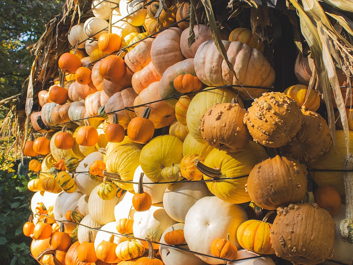 Pumpkin House2024 3