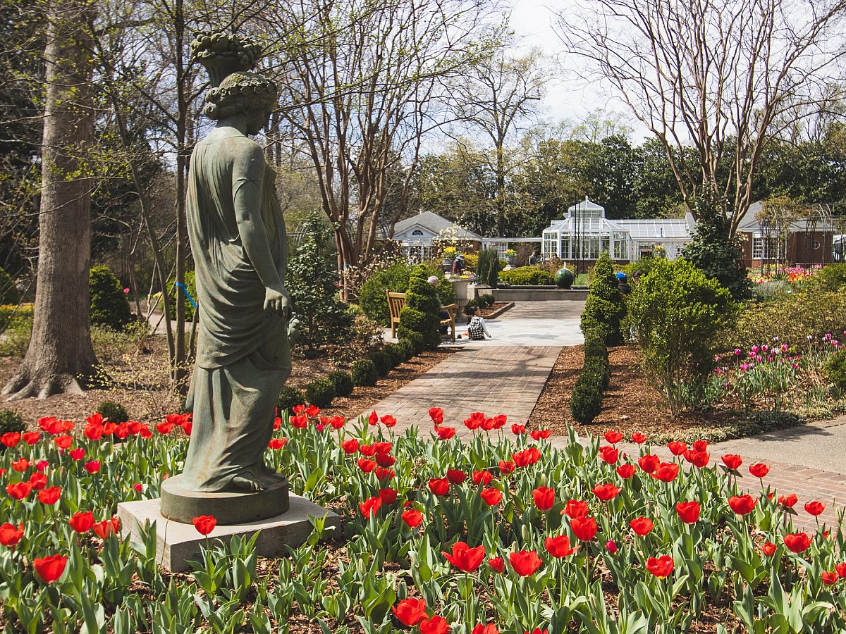 Tulips 2025 49