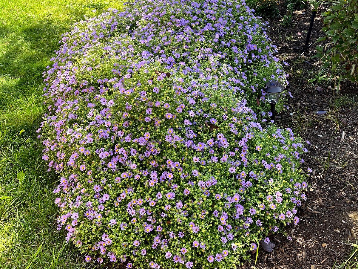 Aster oblongifolius october skies