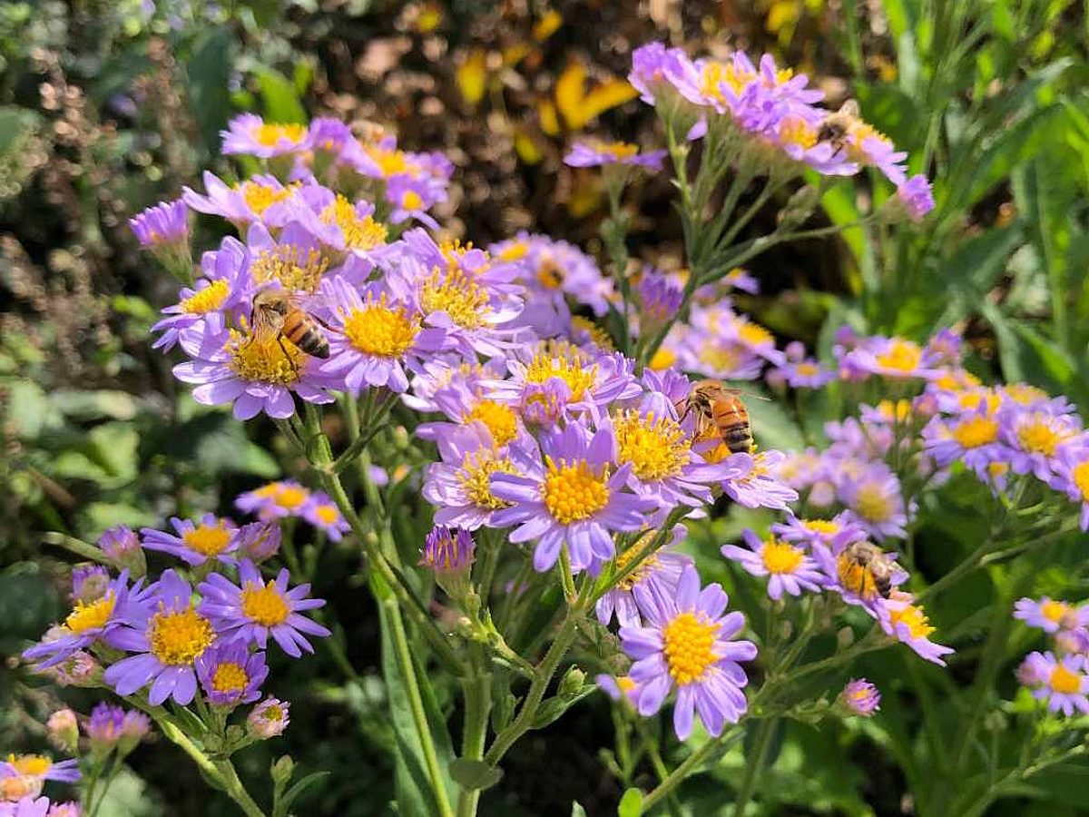 Aster tataricus jindai