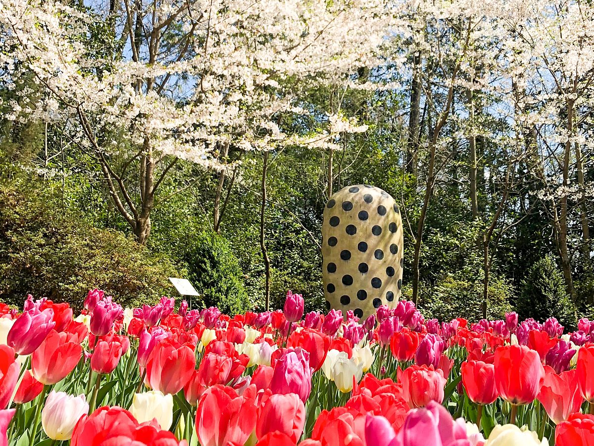 Guided meditation tulips