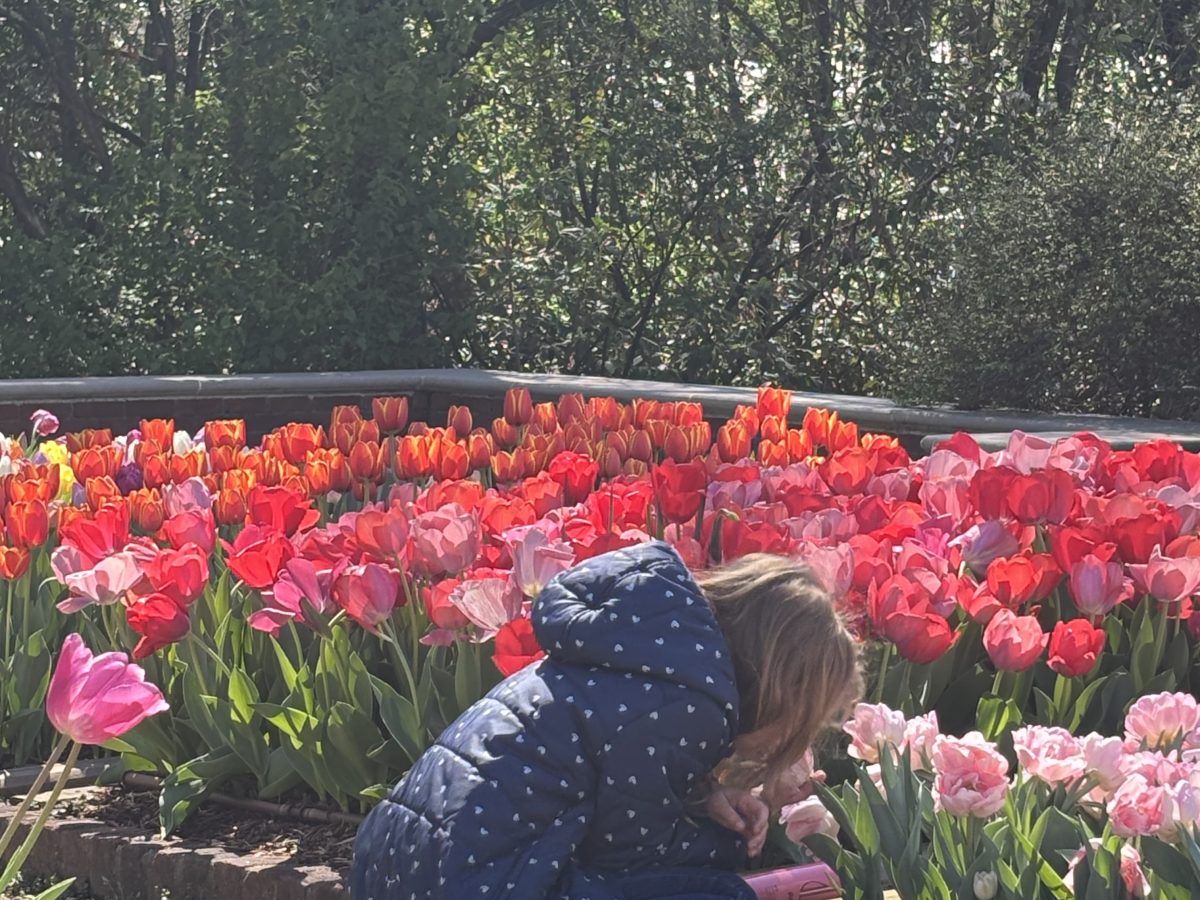 Kid smelling tulip 31226