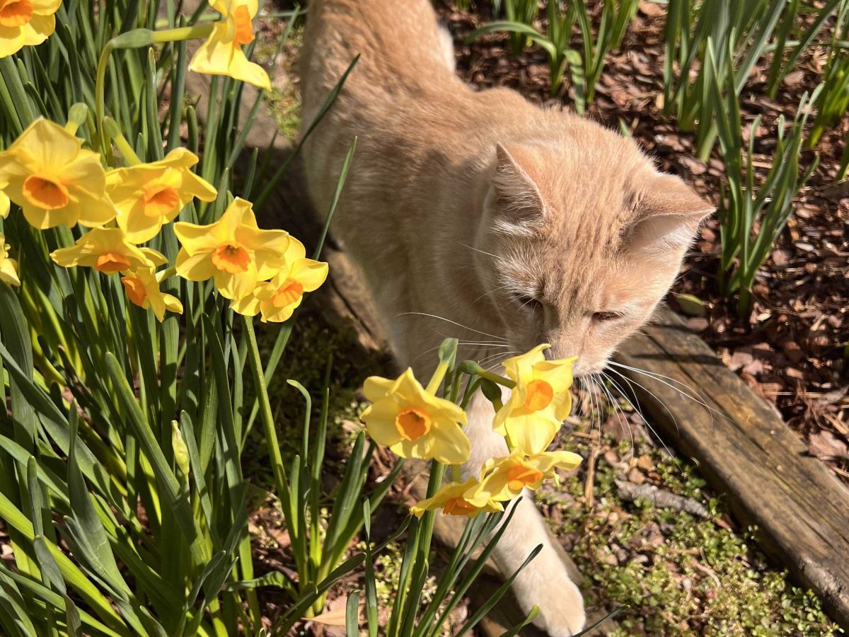 Oliver smelling the flowers