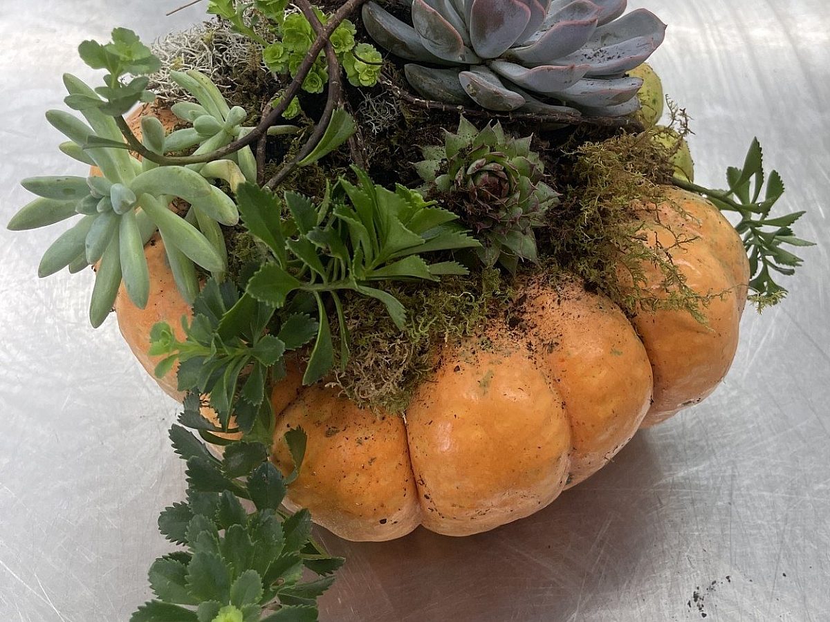 a pumpkin centerpiece with succulents in it