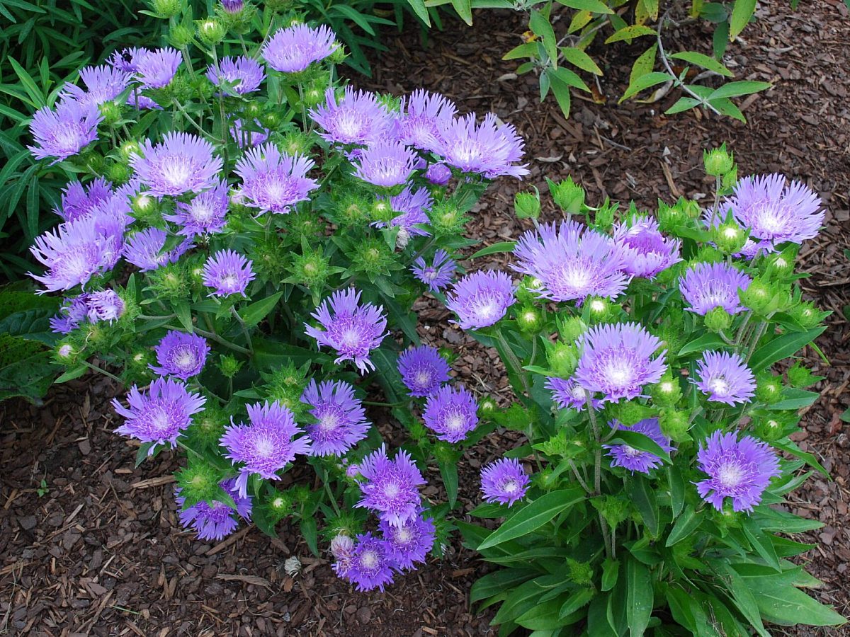 purple flowers in the garden
