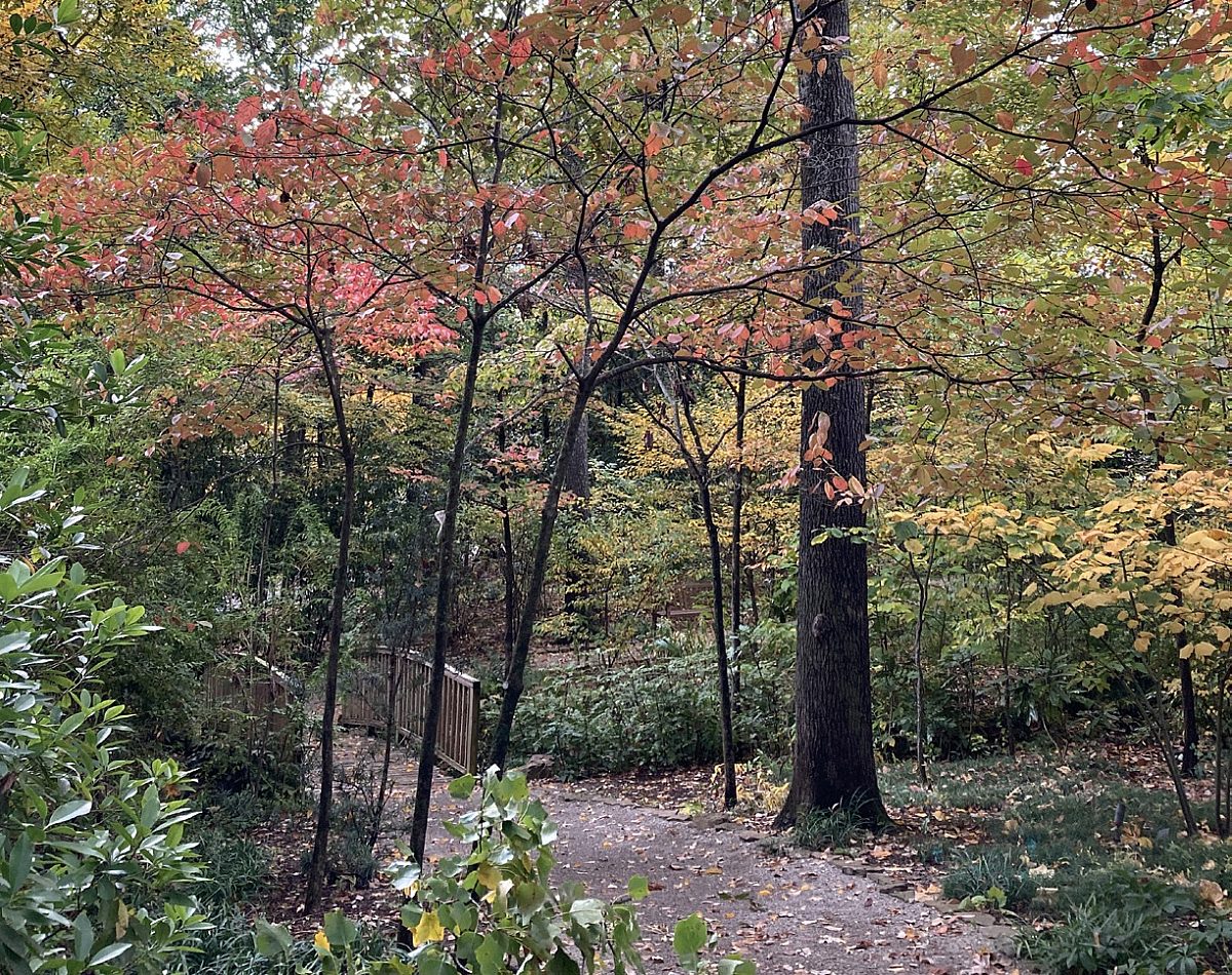 wooden bridge covered in fall colored leaves