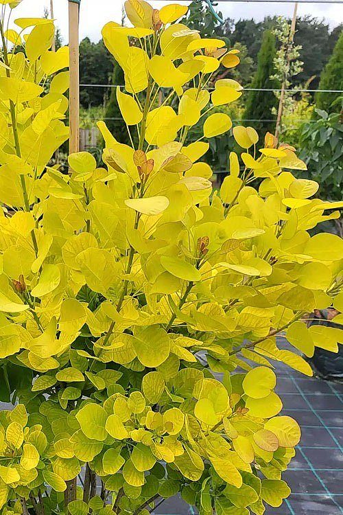 Cotinus coggygria Golden Spirit rareplant