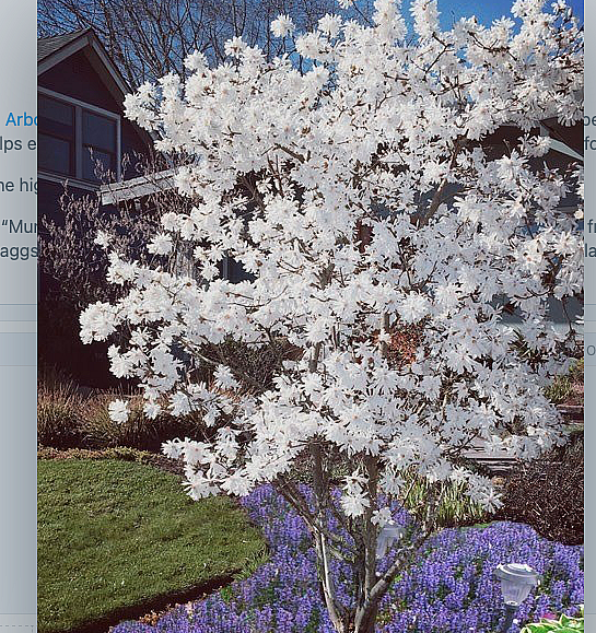 Screenshot 2025 03 11 at 9 39 51 AM