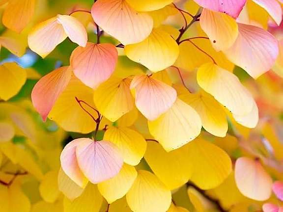 Katsura leaf in fall