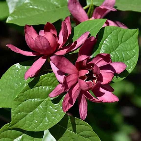 Rare plant Calycanthus auction