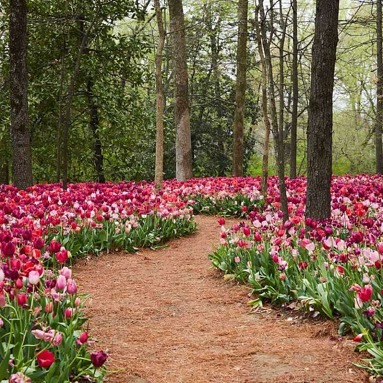 Southern Living Dixon Gardens 2025 2