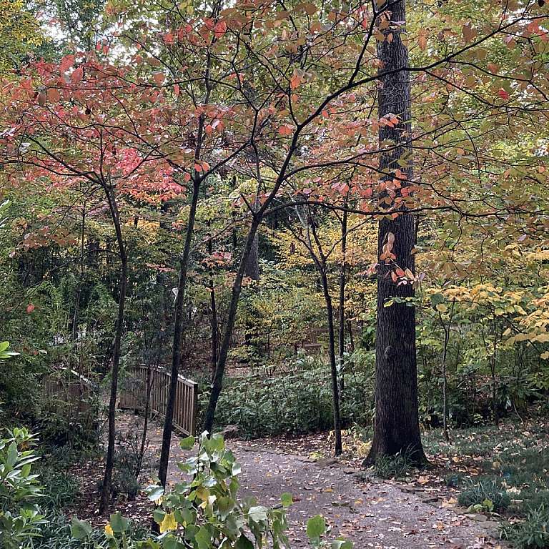 wooden bridge covered in fall colored leaves