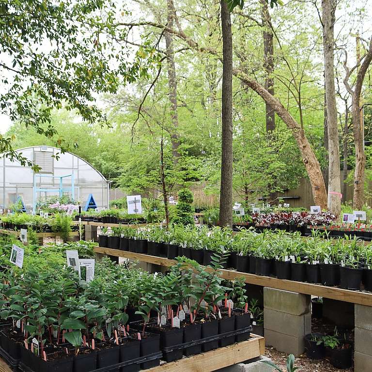 a variety of plants for sale