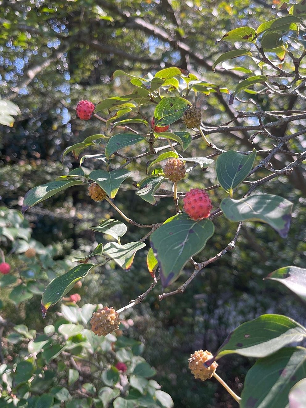 Fall dogwood