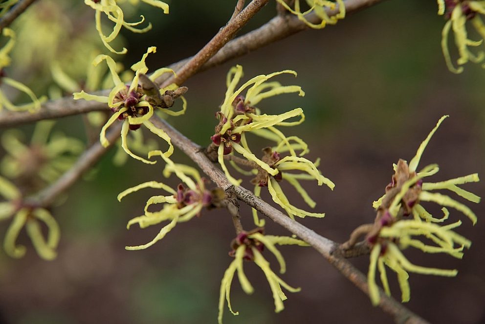 Updated commonwitchhazel 2025