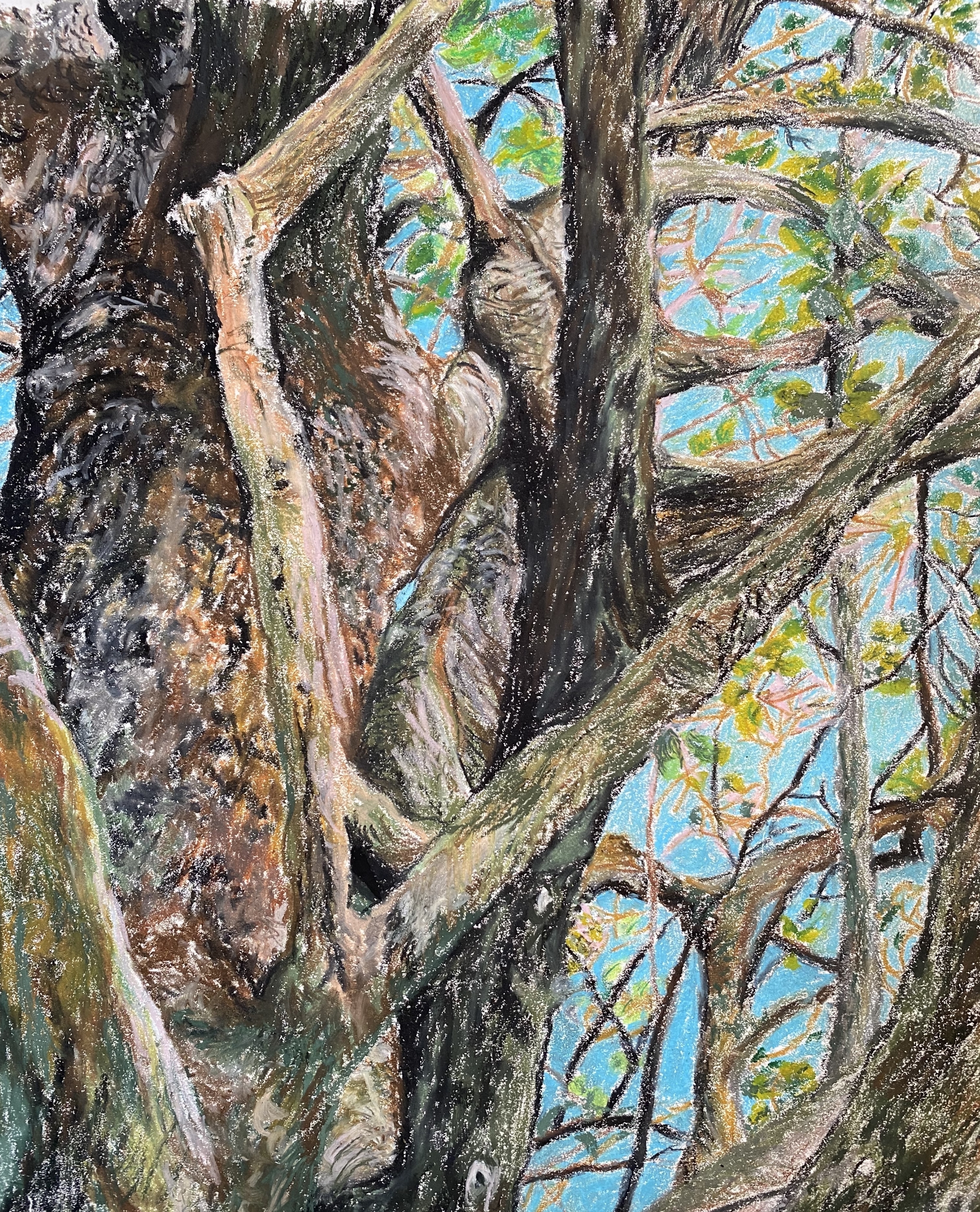 Pugh dorothy tree branches oil crayon